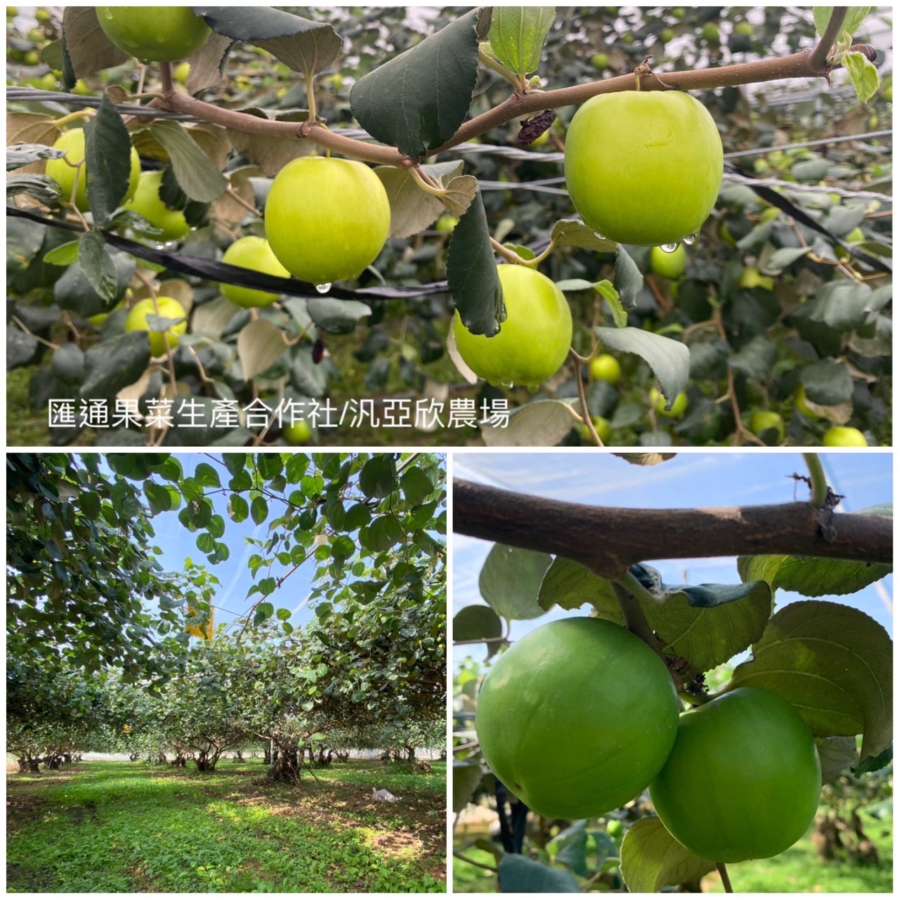 保證責任高雄市匯通果菜生產合作社